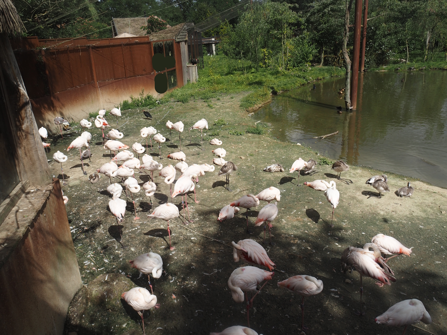 Greater flamingos in flamingo and African bird aviary, 2024-08-21