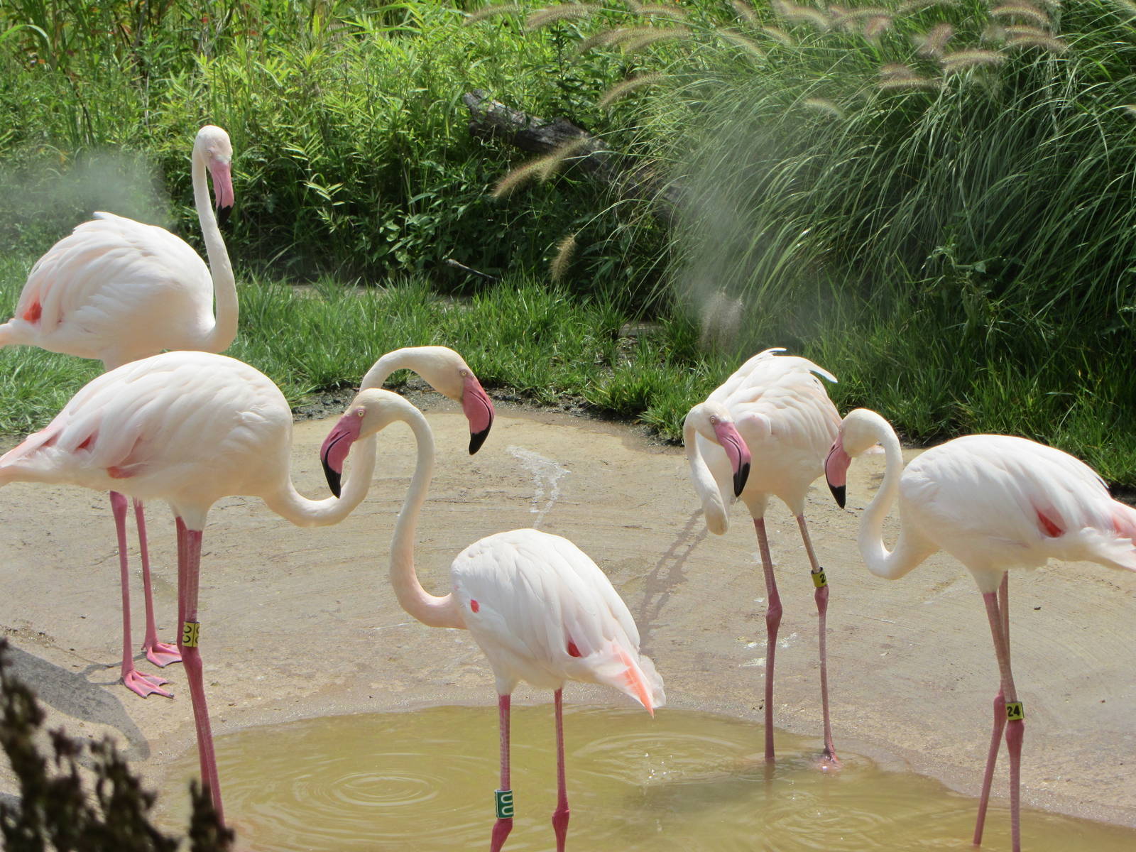 Greater Flamingos in Giraffe Ridge