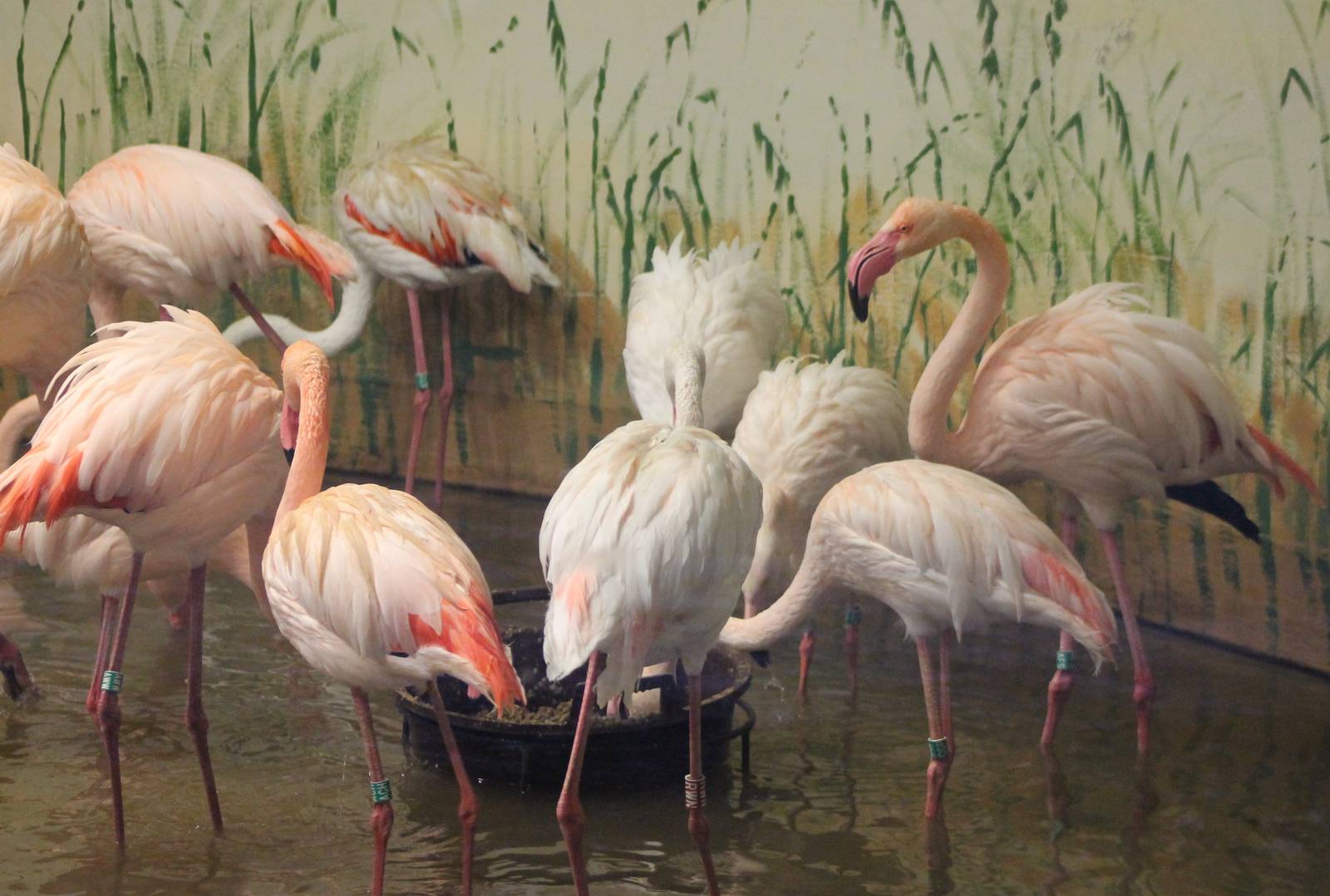 Greater flamingos indoors