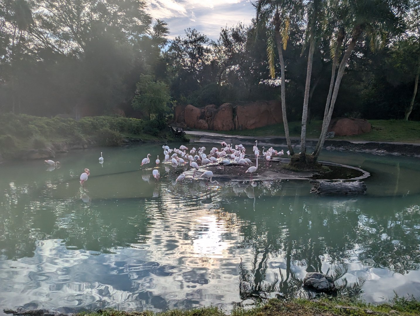 Greater Flamingos - Kilimanjaro Safari