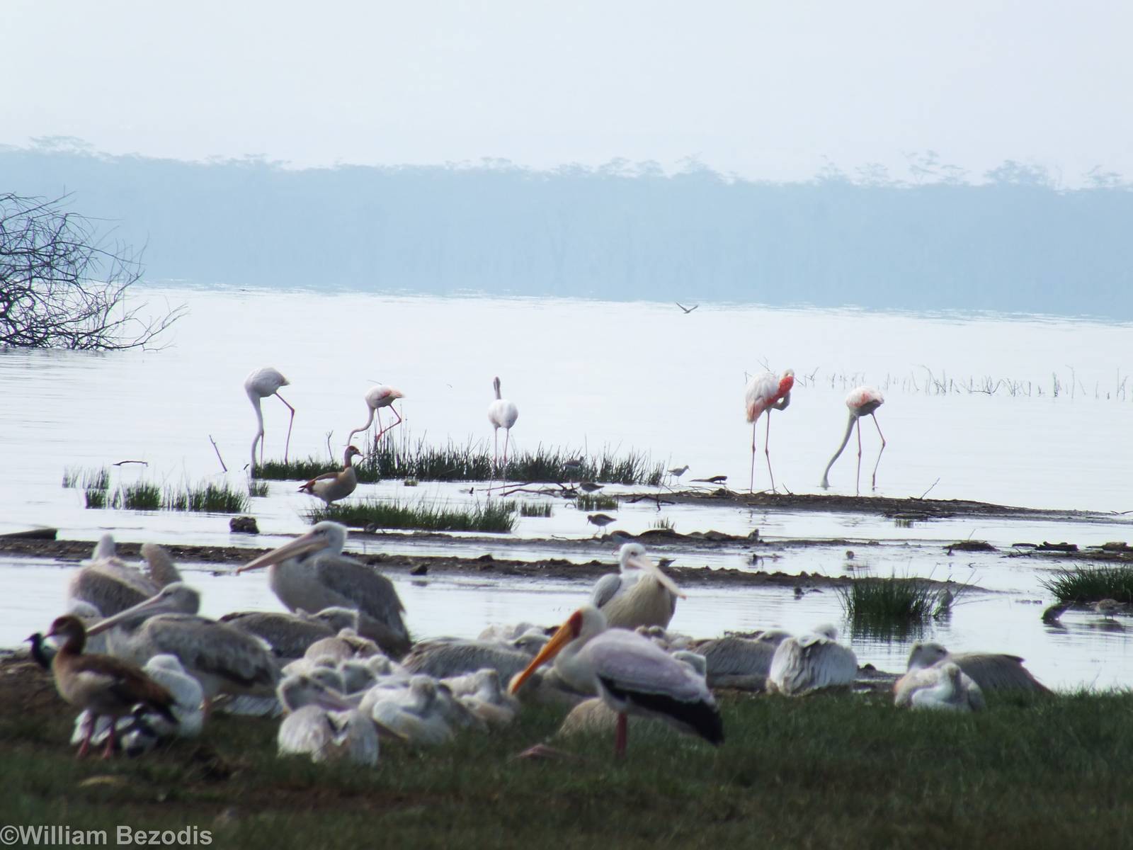 Greater Flamingos - Lake Nakuru