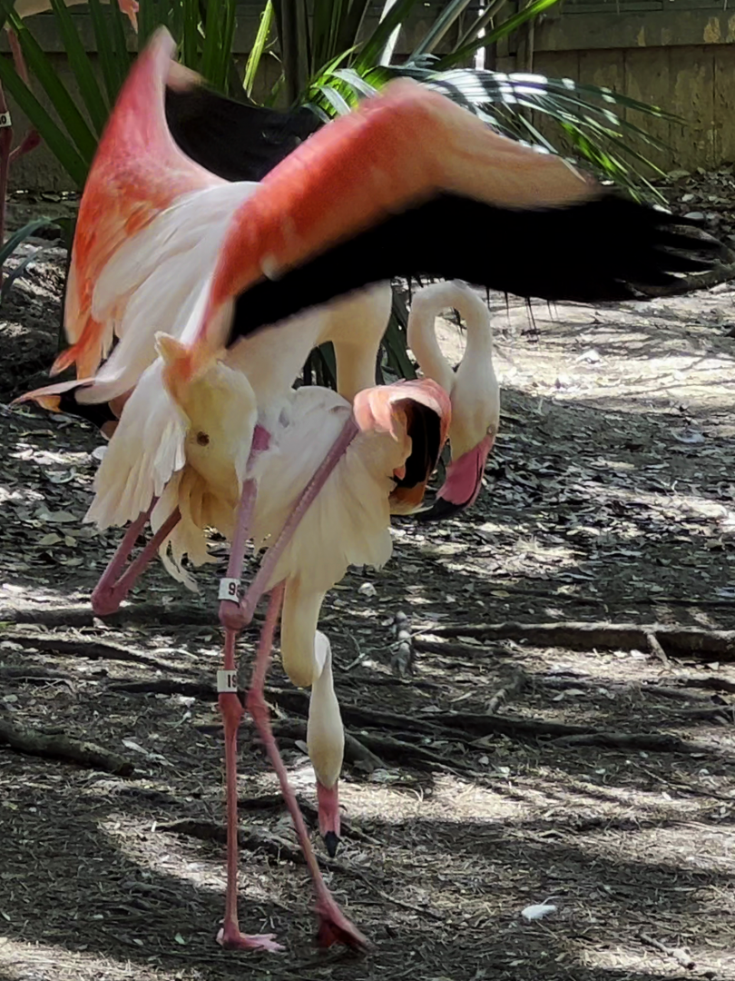 Greater Flamingos Mating