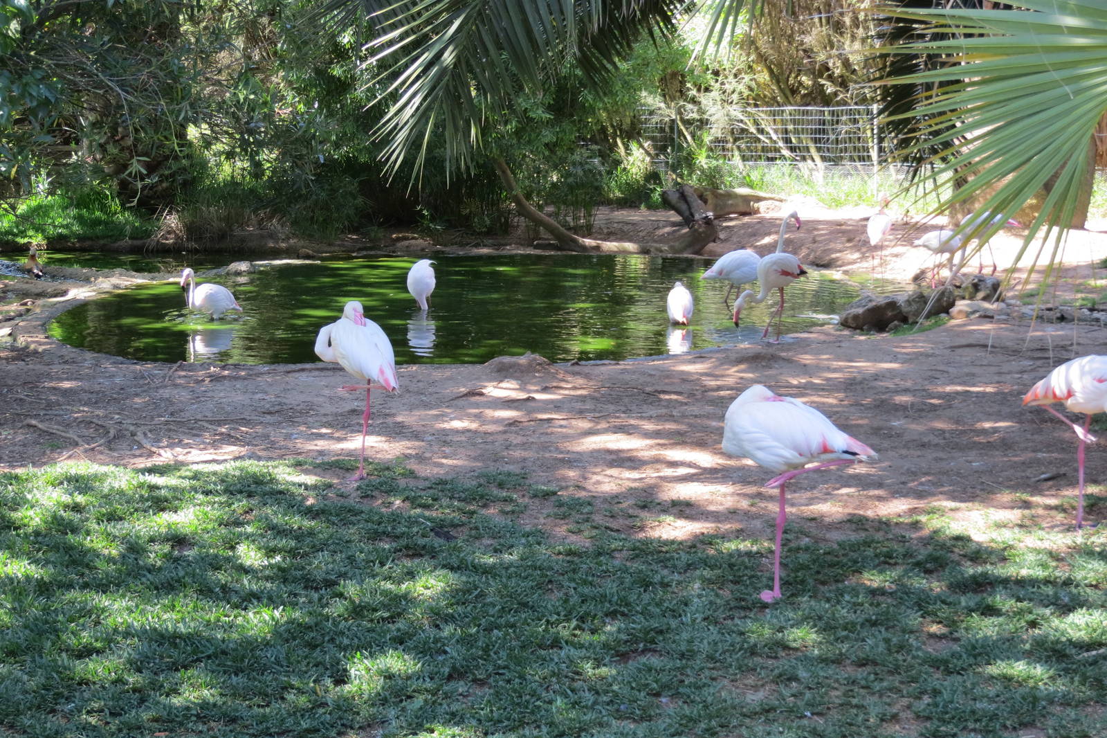 Greater Flamingos May 2014