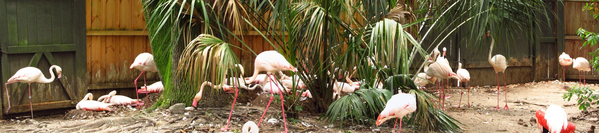 Greater Flamingos Nesting Panorama