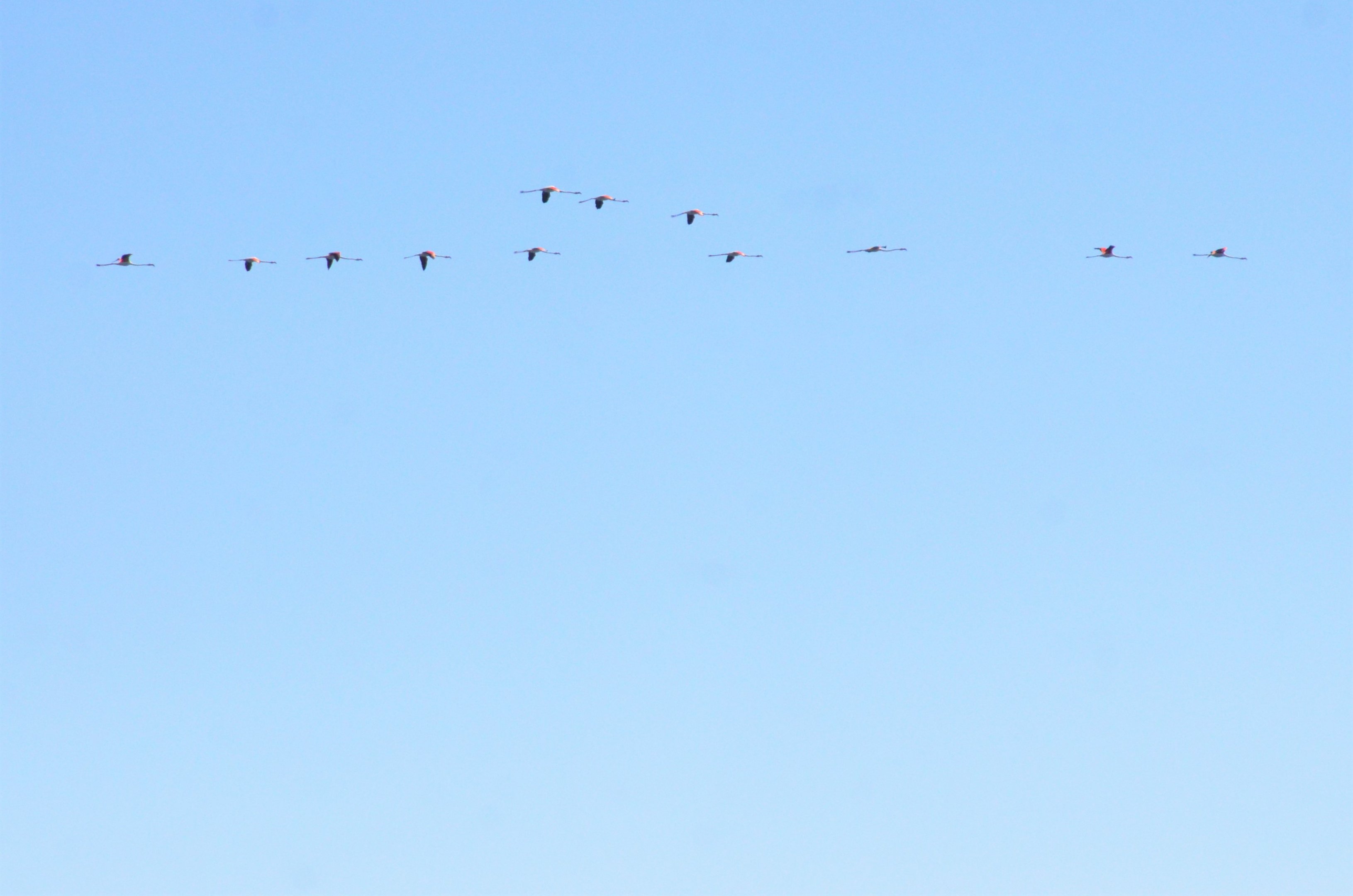 Greater Flamingos off Malaga, 14/03/19