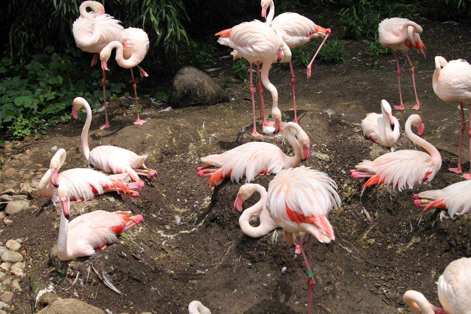Greater flamingos on mud nests