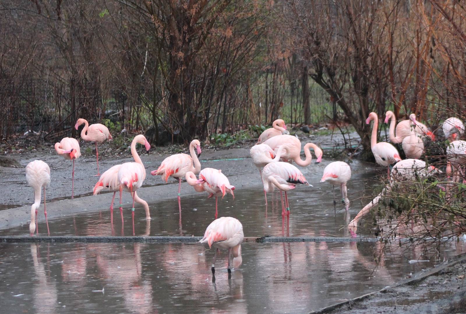 Greater flamingos outdoors