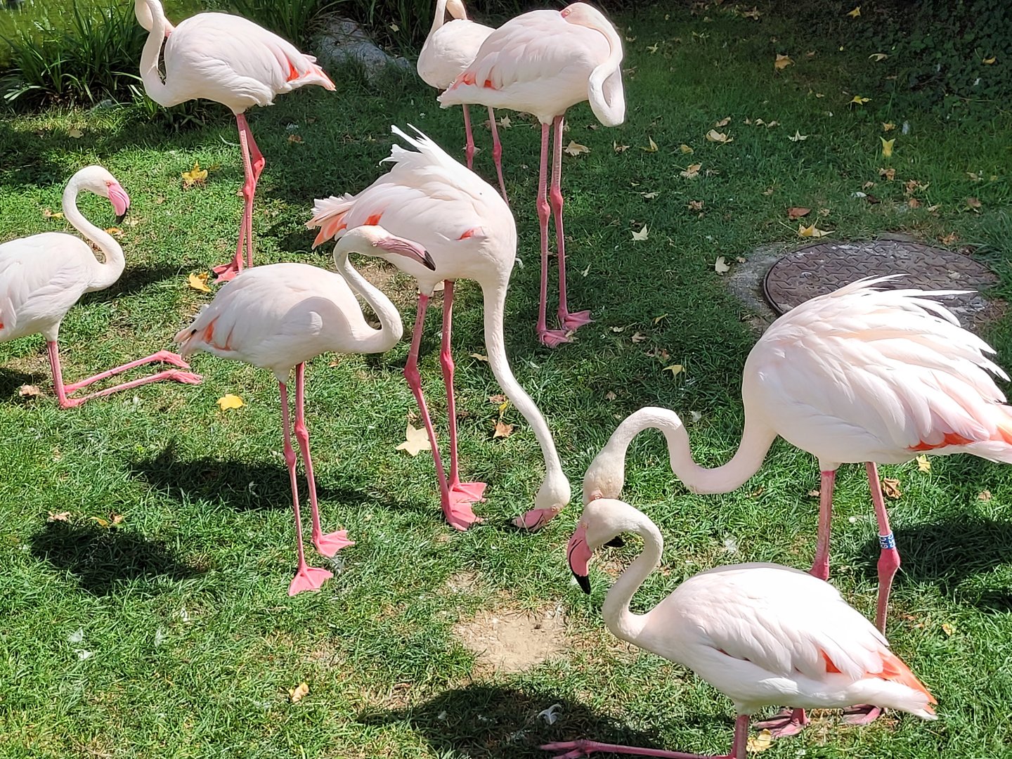 Greater flamingos -Parc Animalier des Pyrénées (2023)