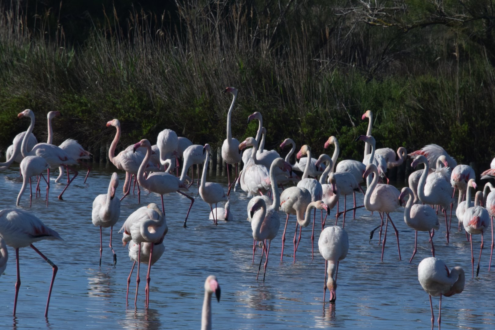 Greater flamingos - Parc Ornithologique de Pont de Gau