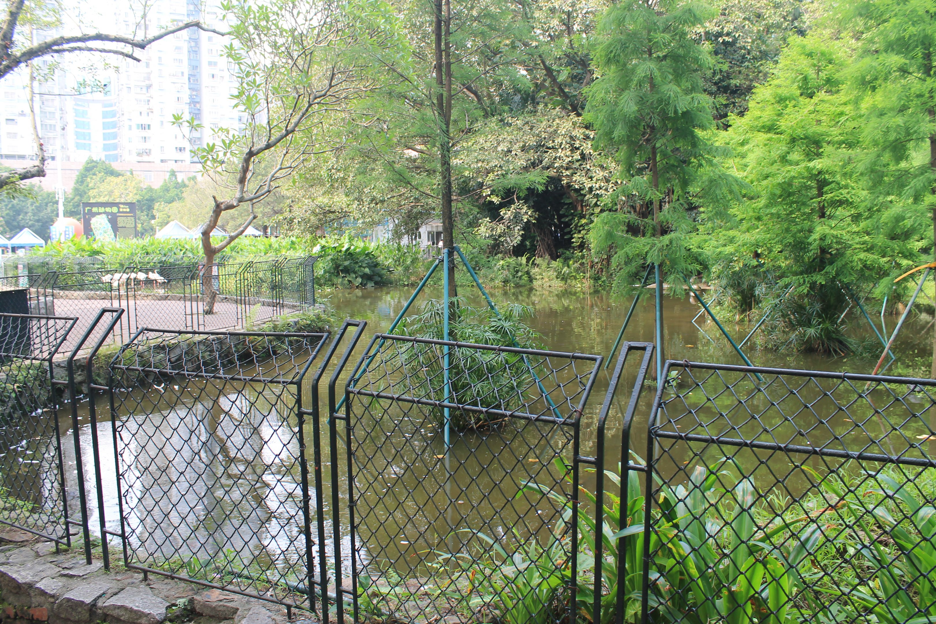 Greater Flamingos (Phoenicopterus rosaceus)