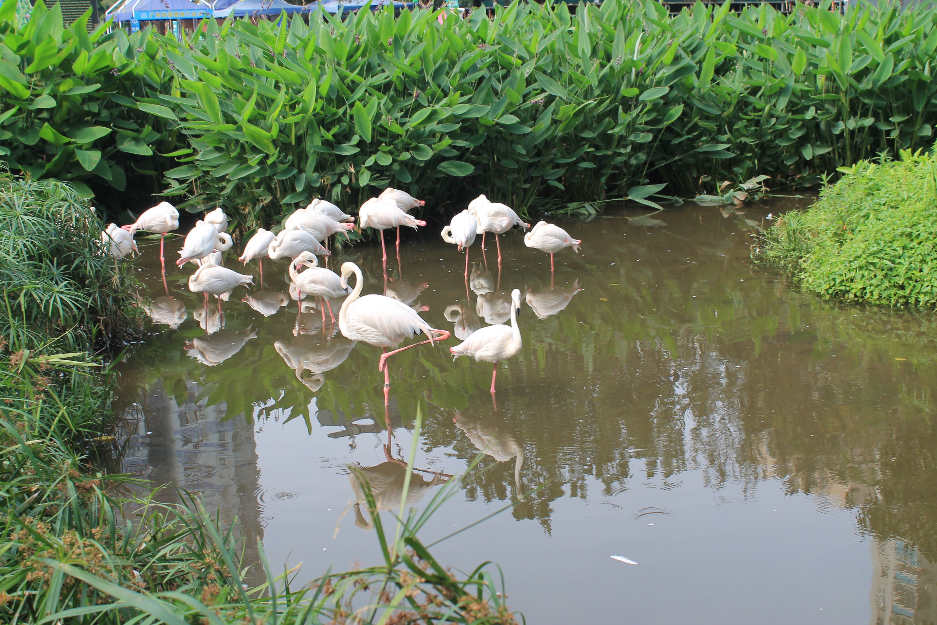 Greater Flamingos (Phoenicopterus rosaceus)