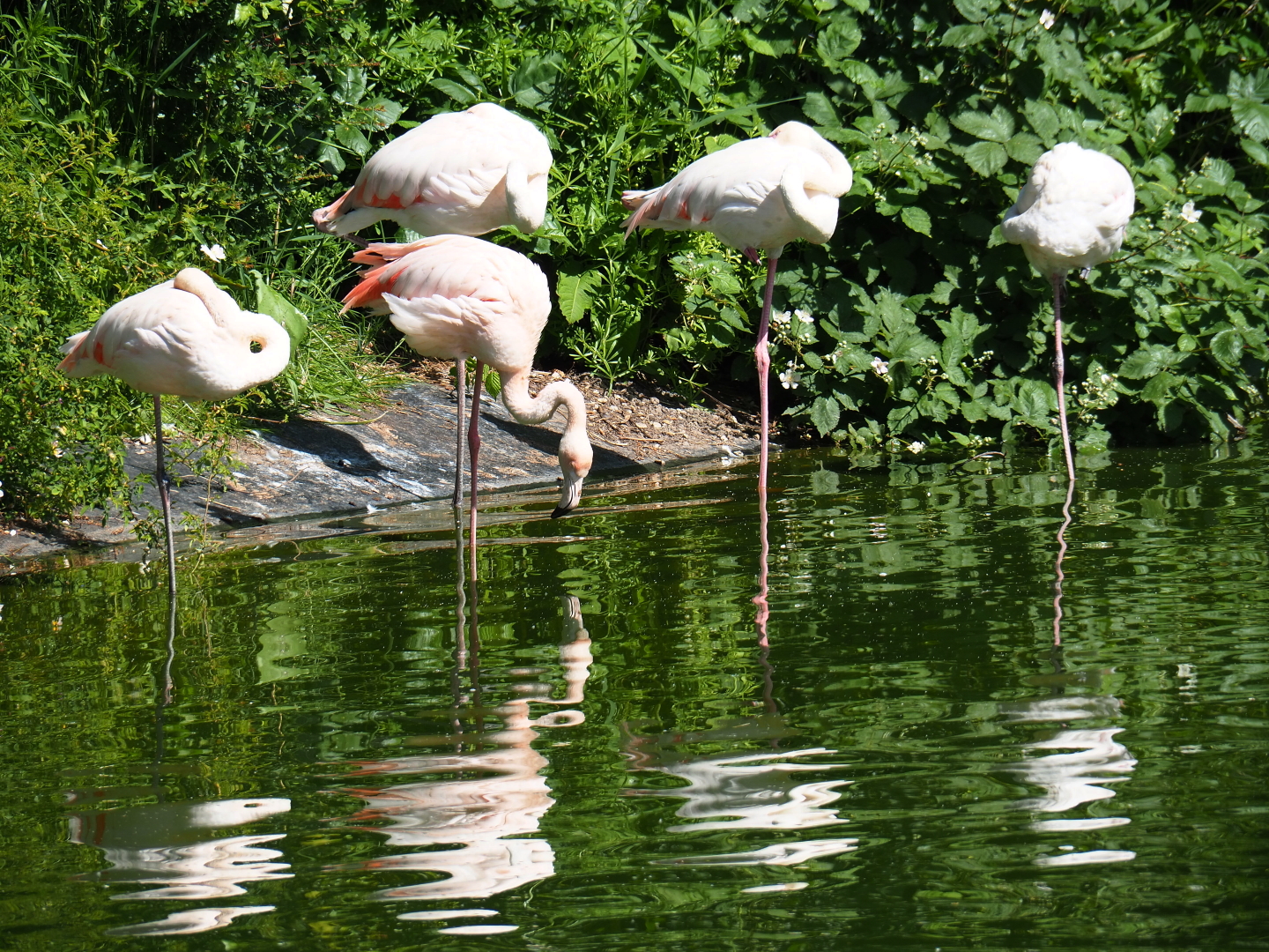 Greater flamingos (Phoenicopterus roseus), 2019-06-01