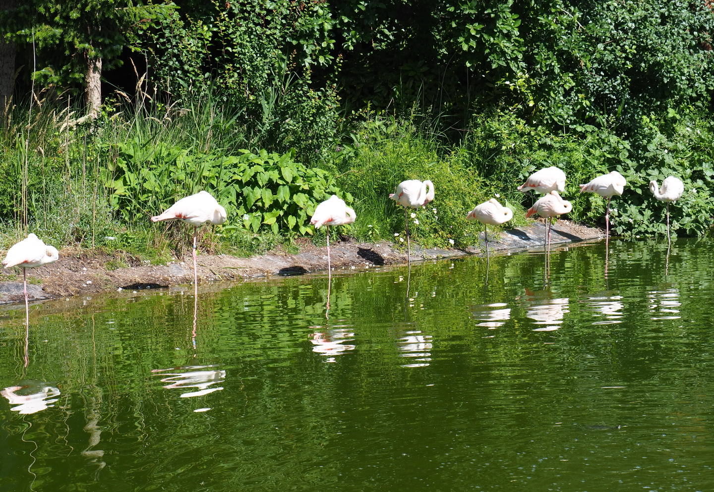 Greater flamingos (Phoenicopterus roseus), 2019-06-01