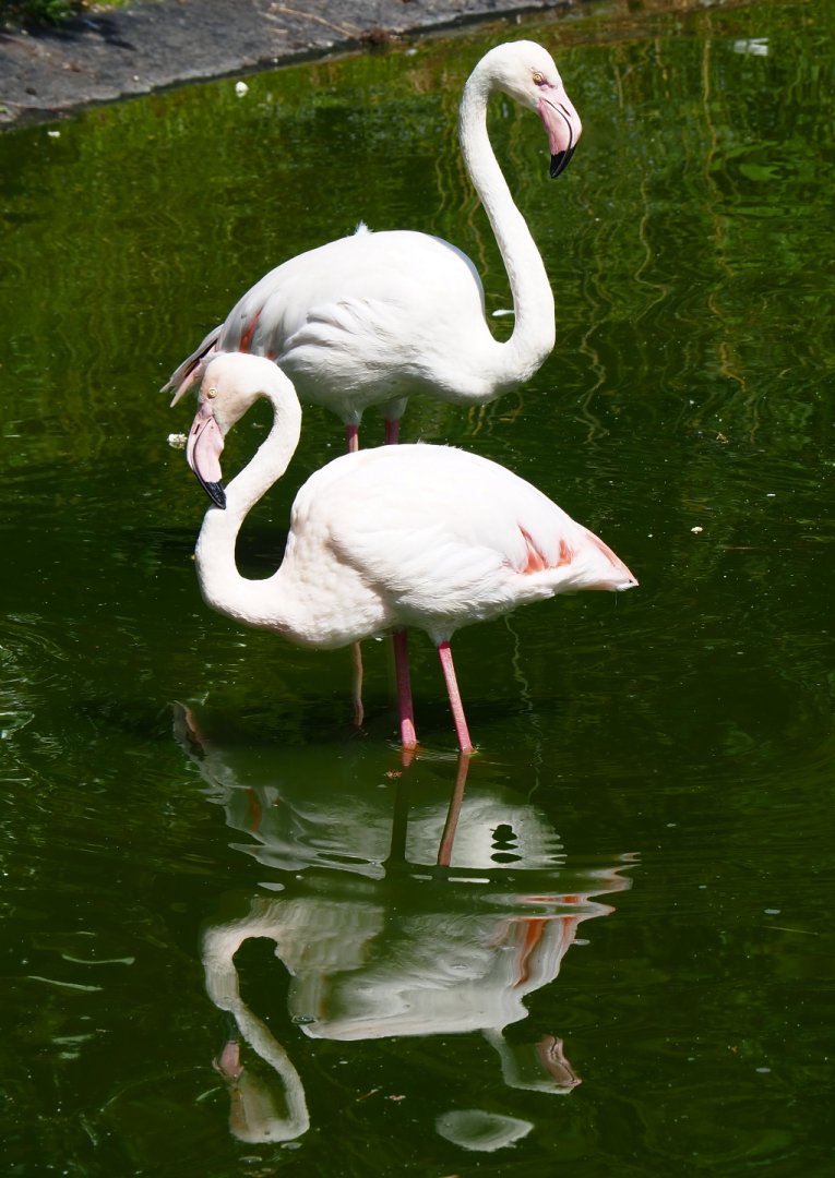 Greater flamingos (Phoenicopterus roseus), 2019-06-01