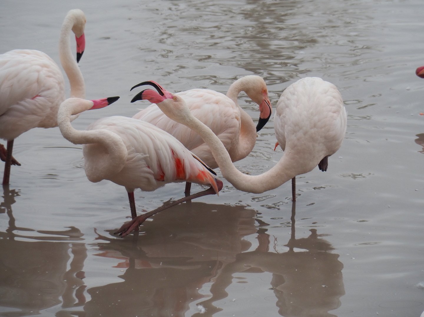 Greater flamingos (Phoenicopterus roseus), 2019-07-21
