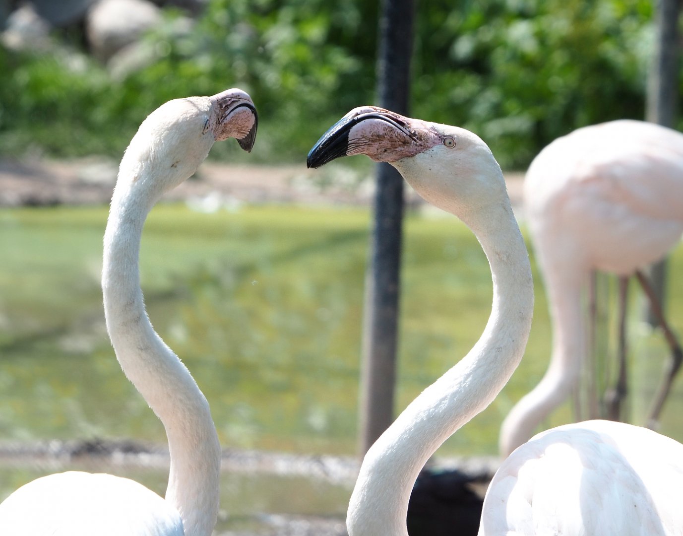 Greater flamingos (Phoenicopterus roseus), 2022-05-17