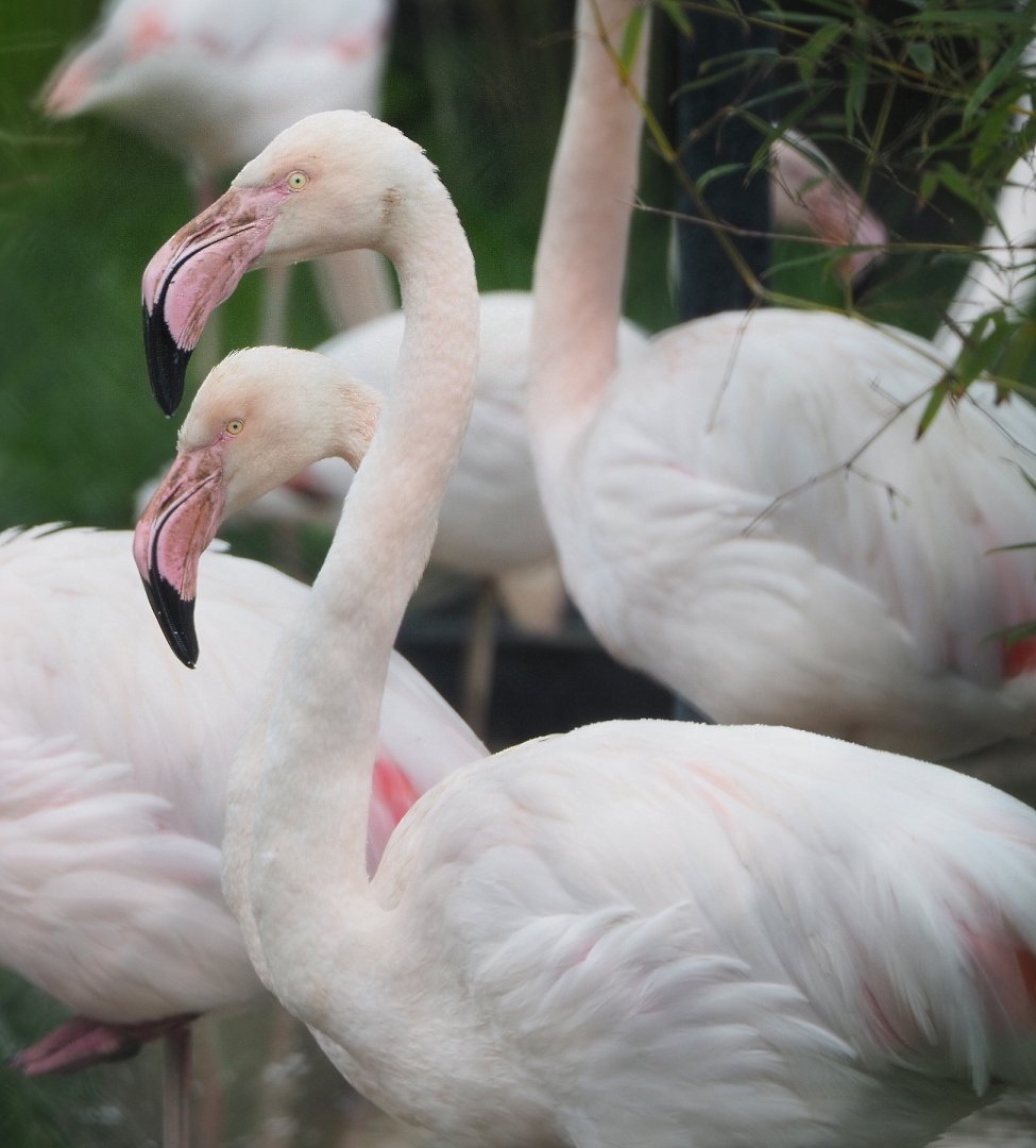 Greater flamingos (Phoenicopterus roseus), 2022-05-17