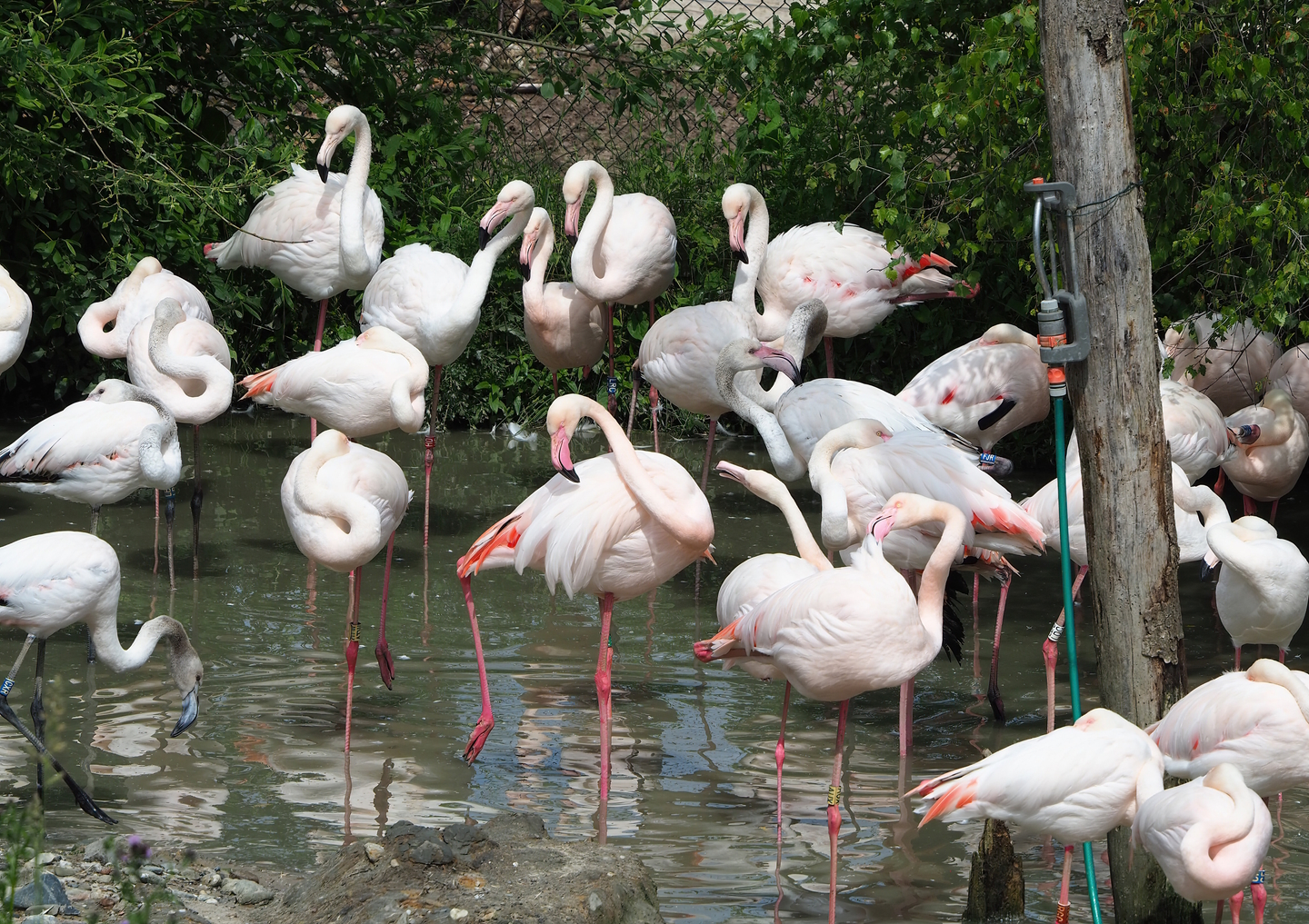 Greater flamingos (Phoenicopterus roseus), 2022-06-12