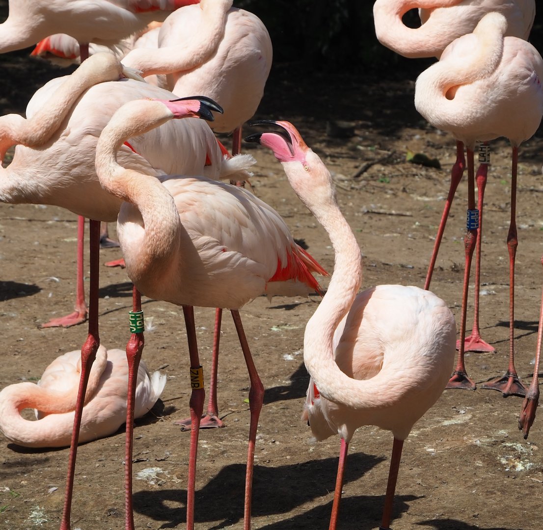 Greater flamingos (Phoenicopterus roseus), 2023-04-30