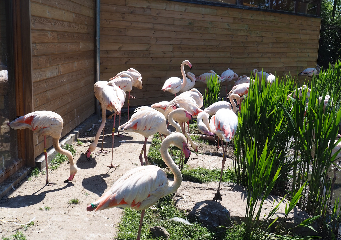 Greater flamingos (Phoenicopterus roseus), 2023-05-19