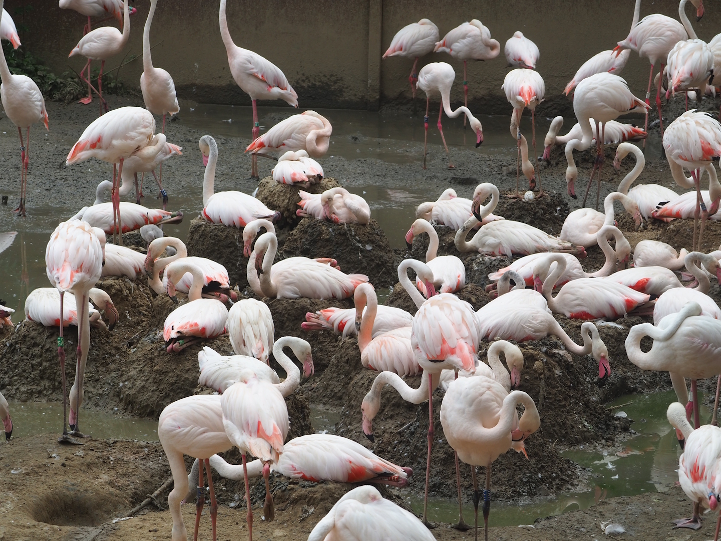 Greater flamingos (Phoenicopterus roseus), 2023-07-18