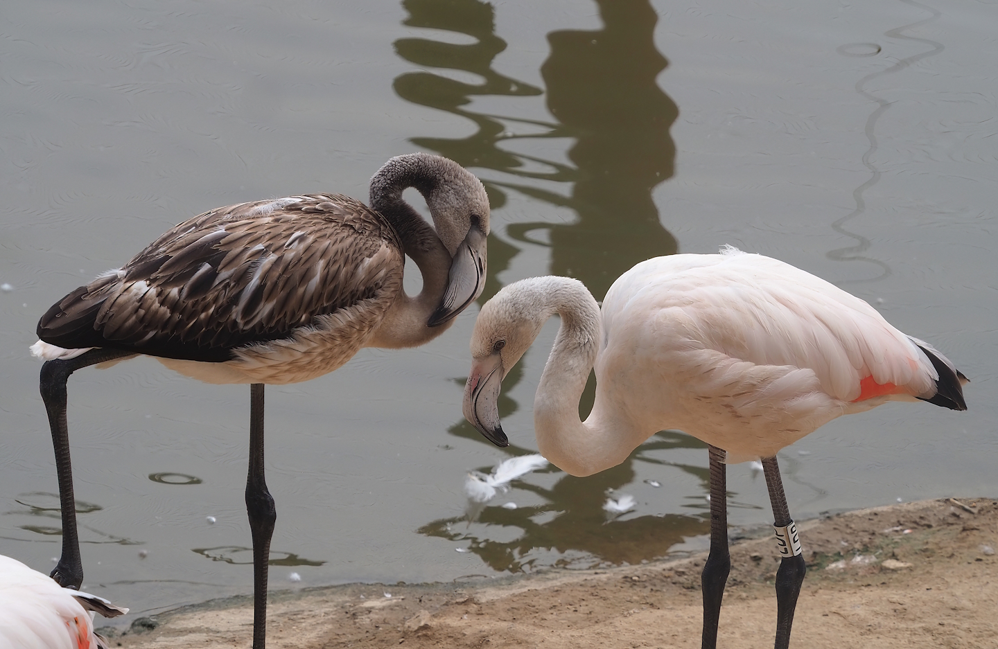 Greater flamingos (Phoenicopterus roseus), 2023-07-18