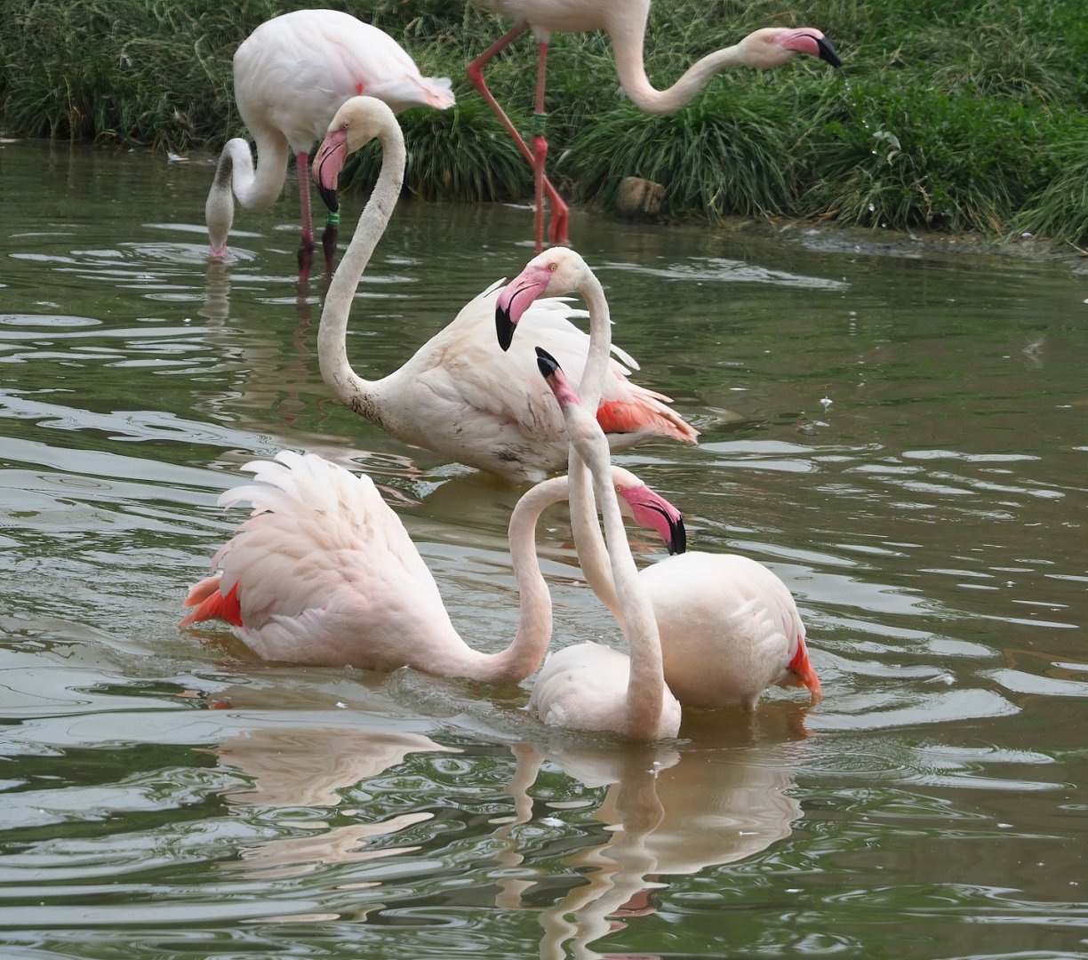 Greater flamingos (Phoenicopterus roseus), 2023-07-18