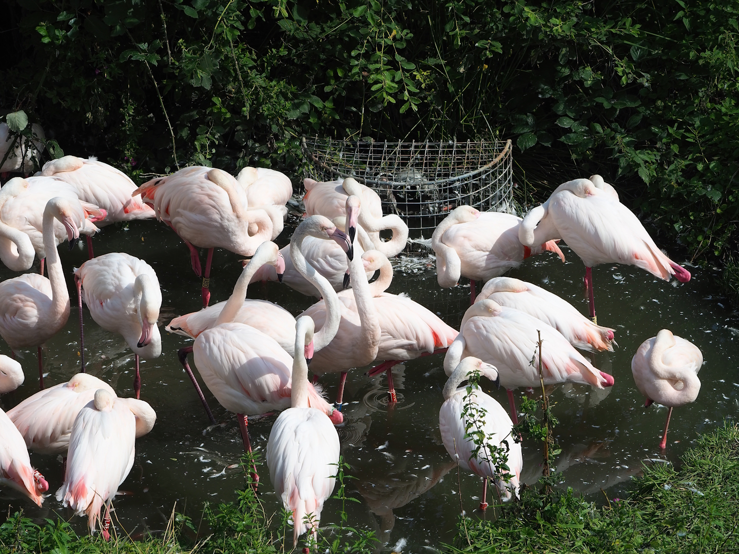 Greater flamingos (Phoenicopterus roseus), 2023-08-15
