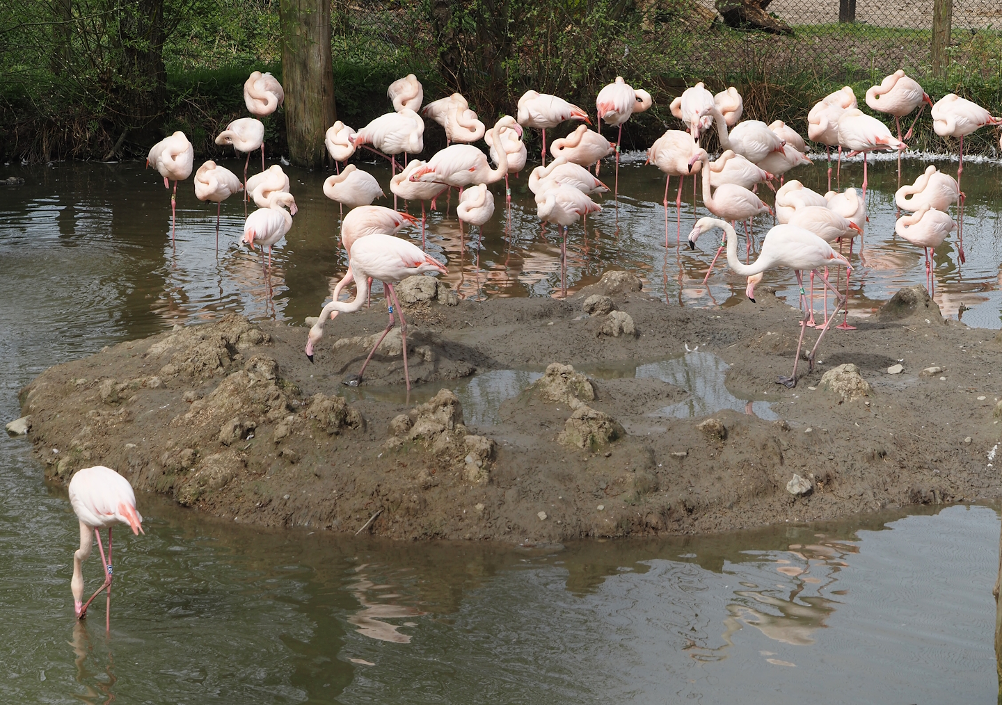 Greater flamingos (Phoenicopterus roseus), 2024-04-06