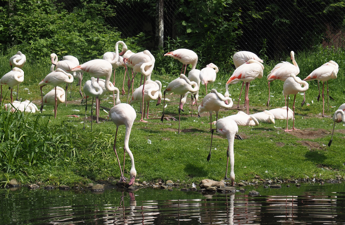 Greater flamingos (Phoenicopterus roseus), 2024-05-21