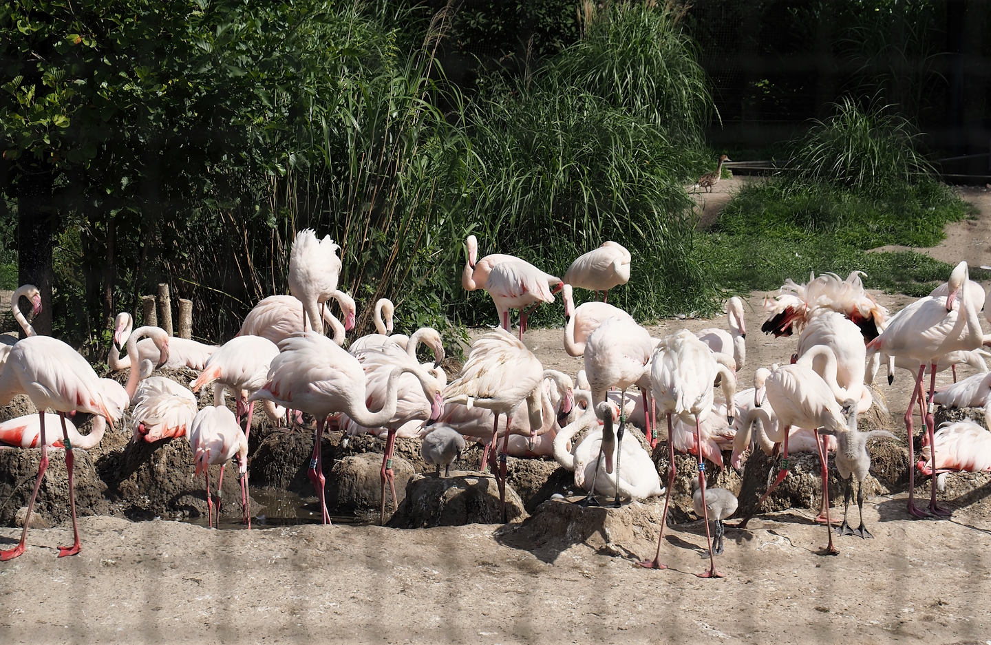 Greater flamingos (Phoenicopterus roseus), 2024-06-30