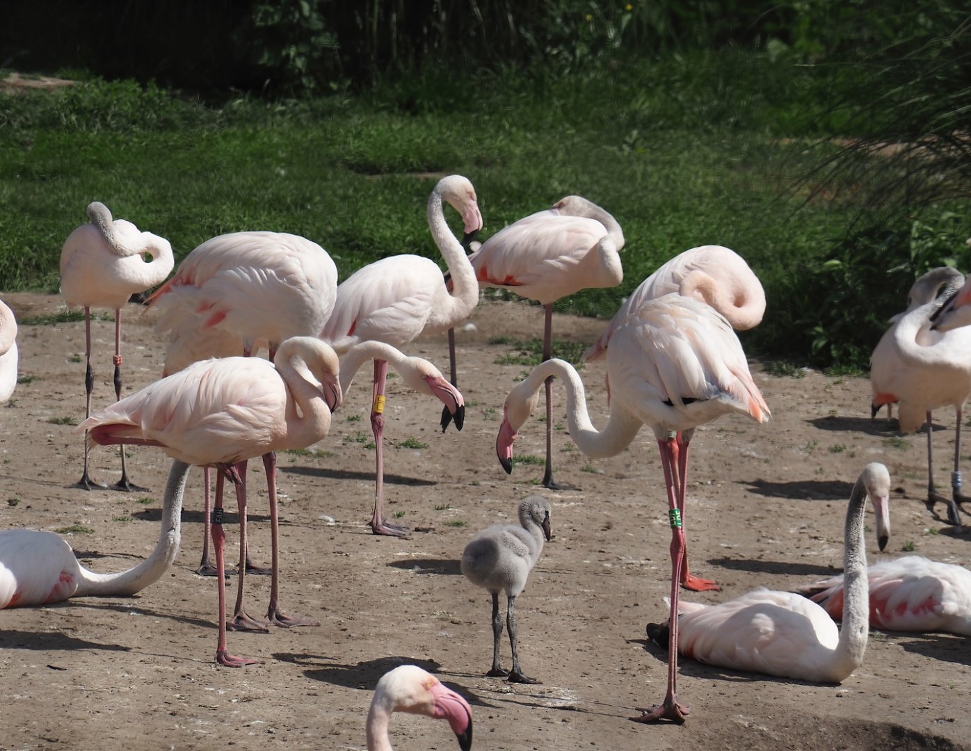 Greater flamingos (Phoenicopterus roseus), 2024-06-30