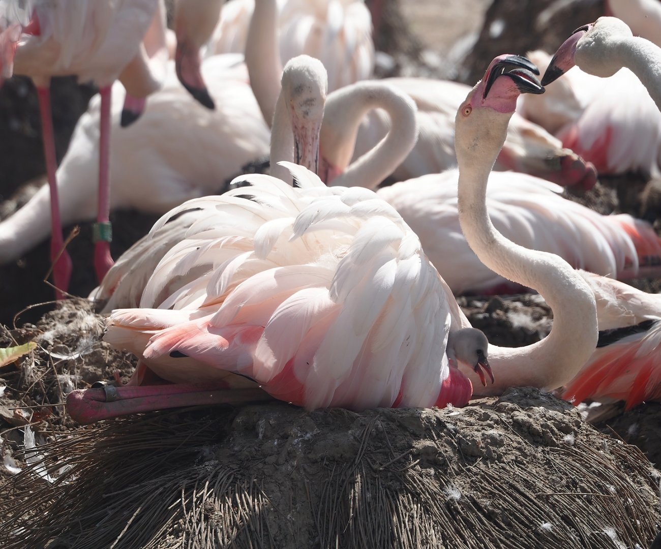 Greater flamingos (Phoenicopterus roseus), 2024-06-30
