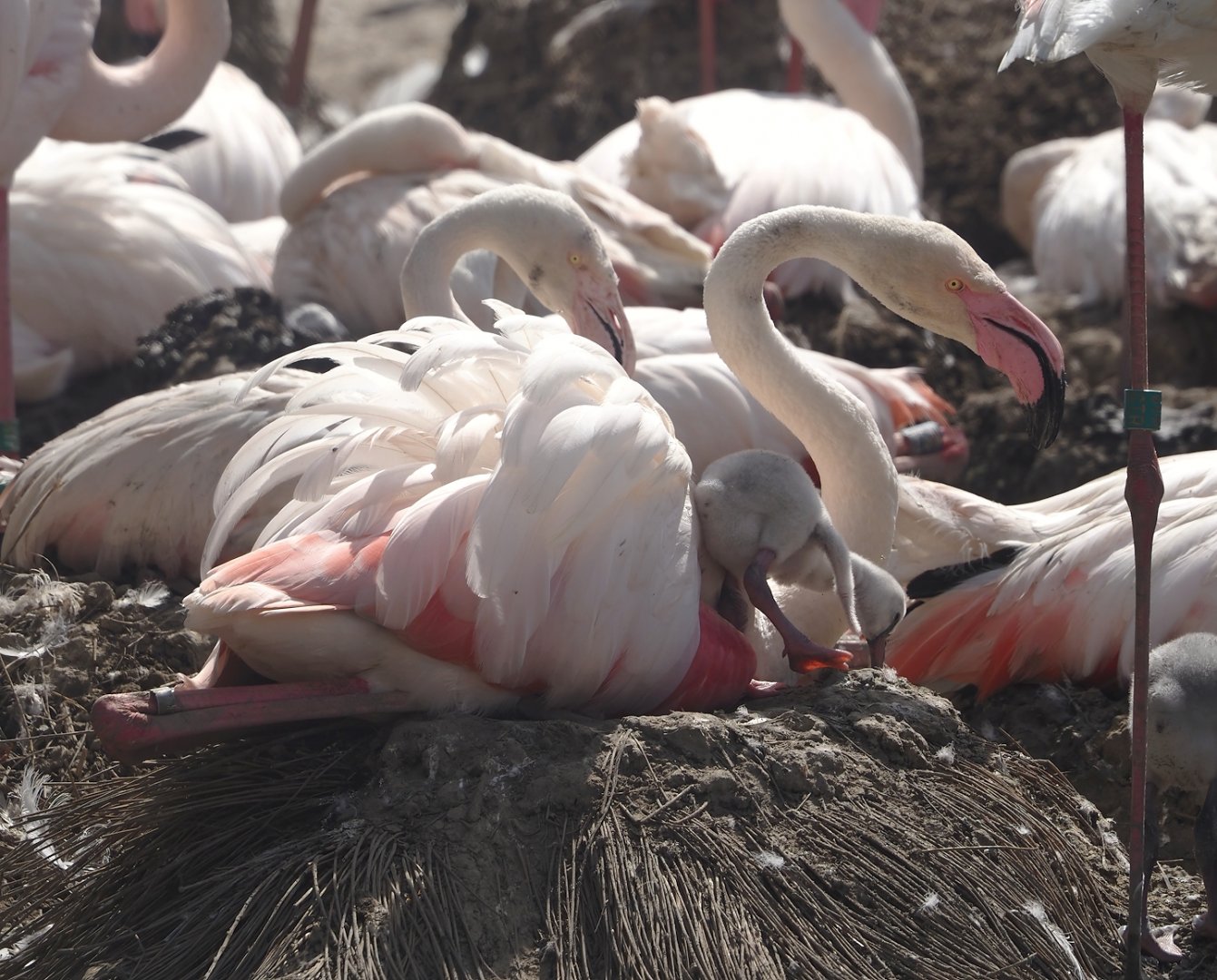 Greater flamingos (Phoenicopterus roseus), 2024-06-30