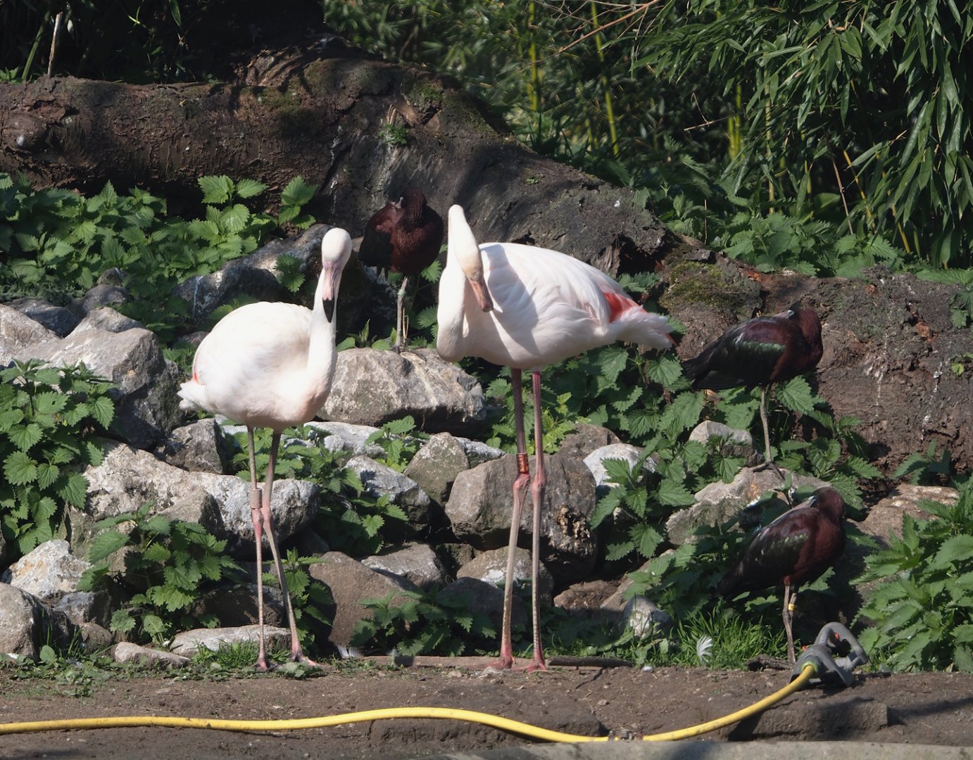 Greater flamingos (Phoenicopterus roseus) and Glossy ibises (Plegadis falcinellus), 2025-04-12