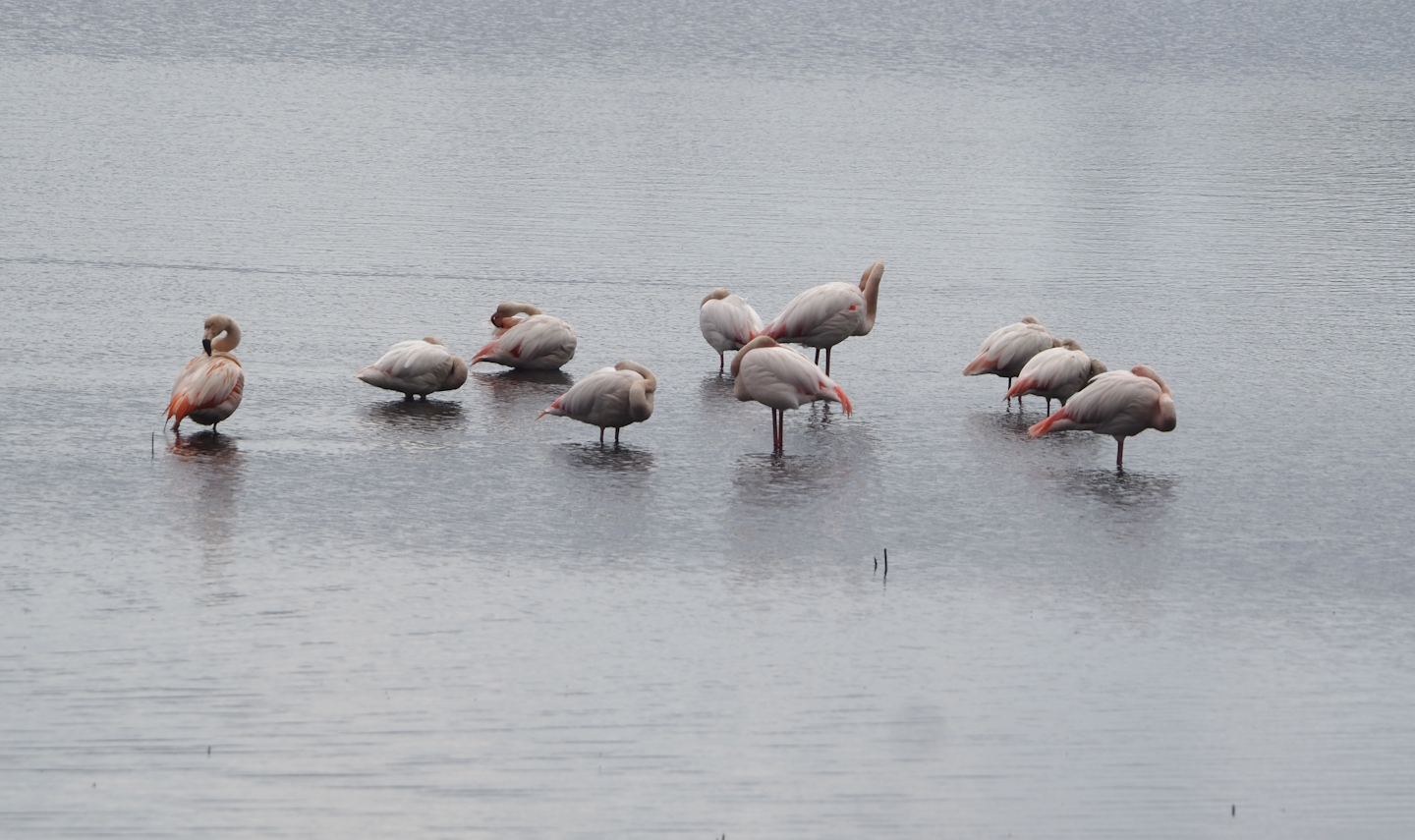 Greater flamingos (Phoenicopterus roseus) and Greater/Chilean flamingo hybrids (P. roseus X P. chilensis), Zwillbrocker Venn, 2025-05-26