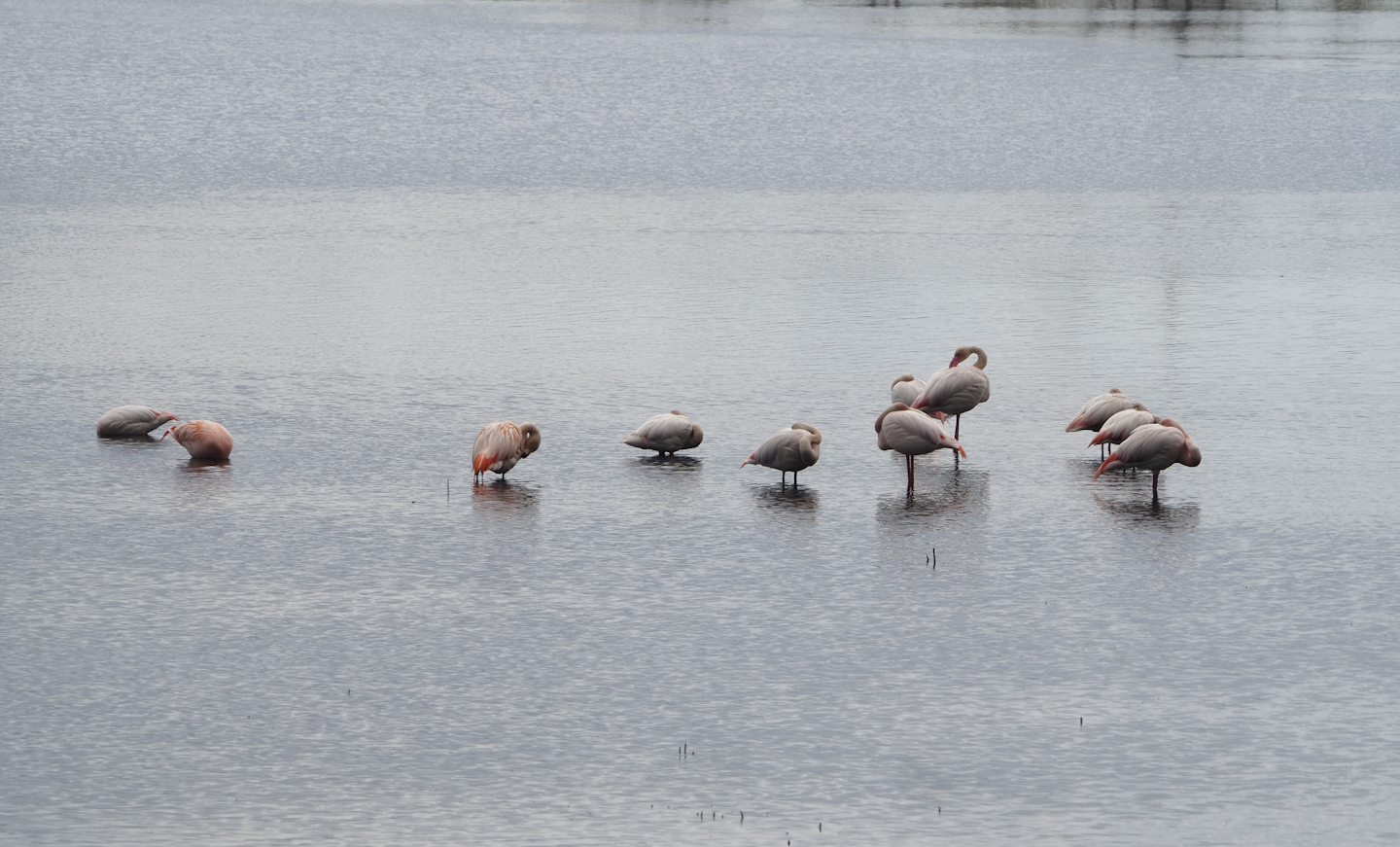 Greater flamingos (Phoenicopterus roseus) and Greater/Chilean flamingo hybrids (P. roseus X P. chilensis), Zwillbrocker Venn, 2025-05-26