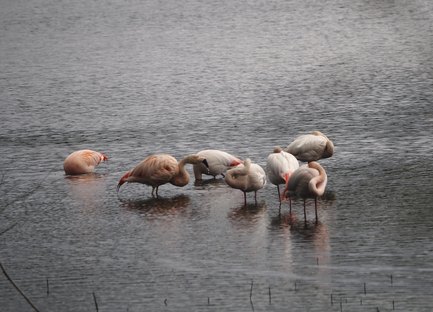 Greater flamingos (Phoenicopterus roseus) and Greater/Chilean flamingo hybrids (P. roseus X P. chilensis), Zwillbrocker Venn, 2025-05-26