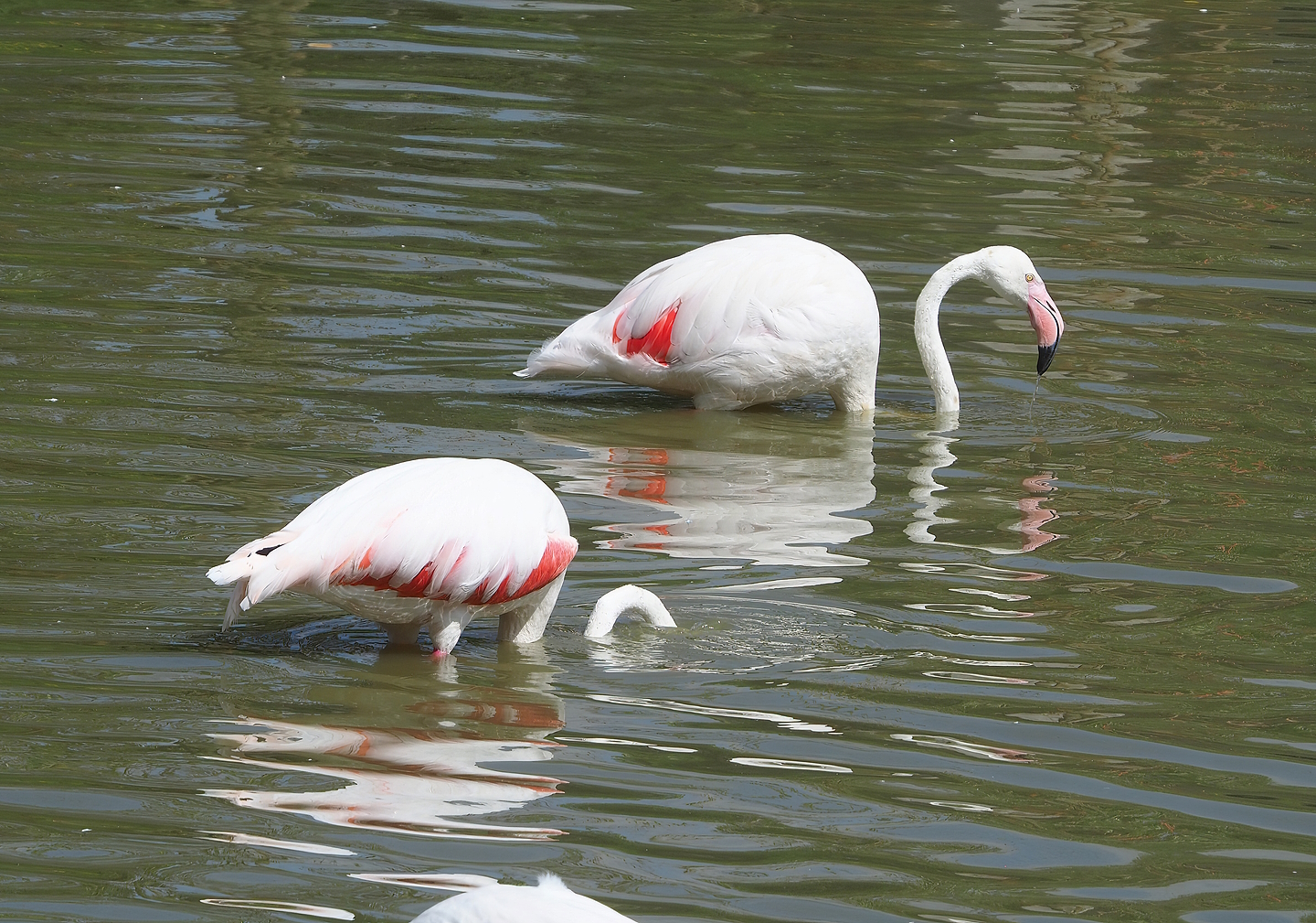 Greater flamingos (Phoenicopterus roseus) foraging in deeper water, 2022-08-20