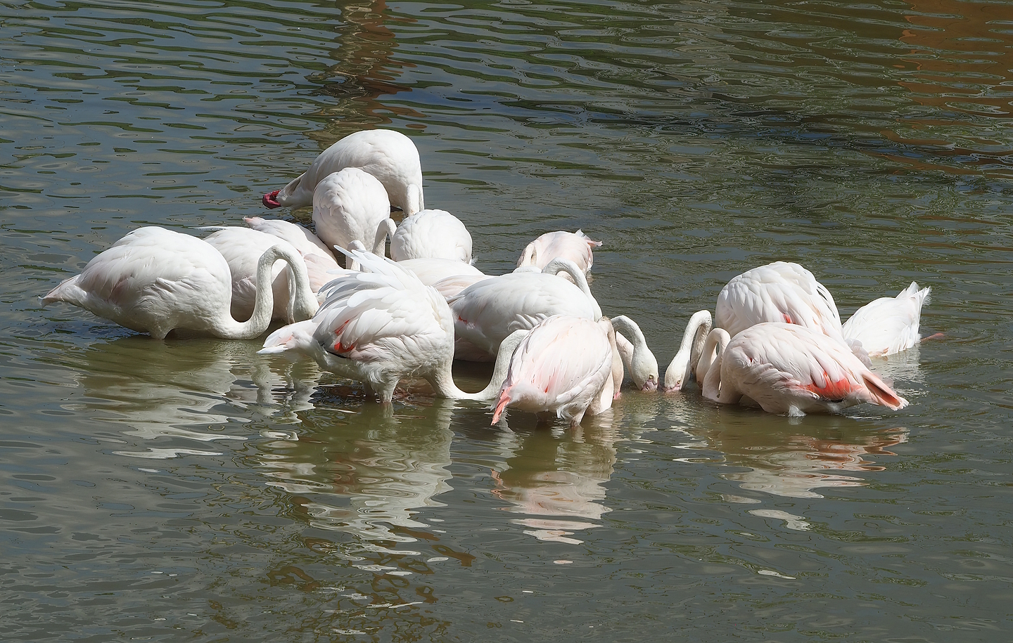 Greater flamingos (Phoenicopterus roseus) foraging in deeper water, 2022-08-20