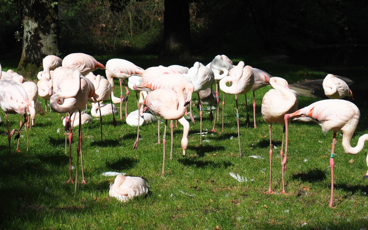 Greater flamingos (Phoenicopterus roseus), Sep 16th, 2018