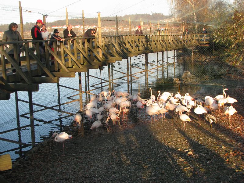 Greater flamingos (Phoenicopterus roseus)
