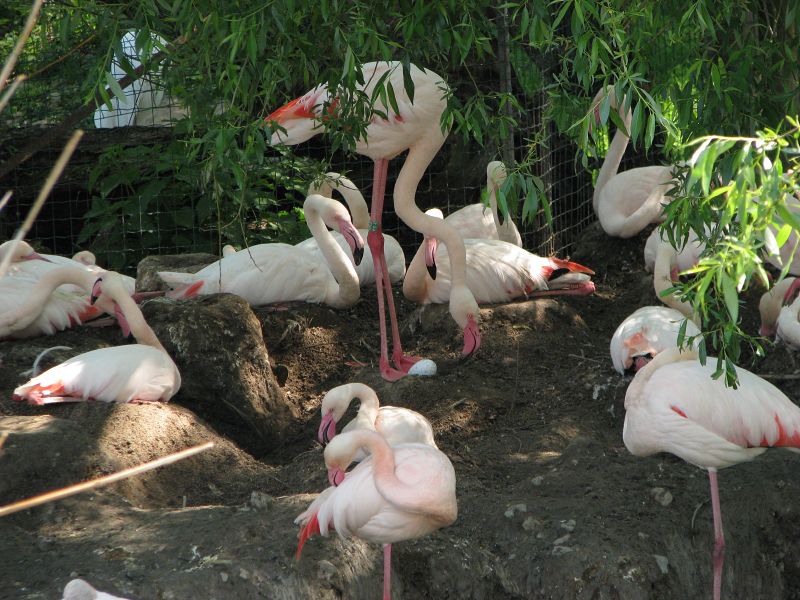 Greater flamingos (Phoenicopterus roseus)