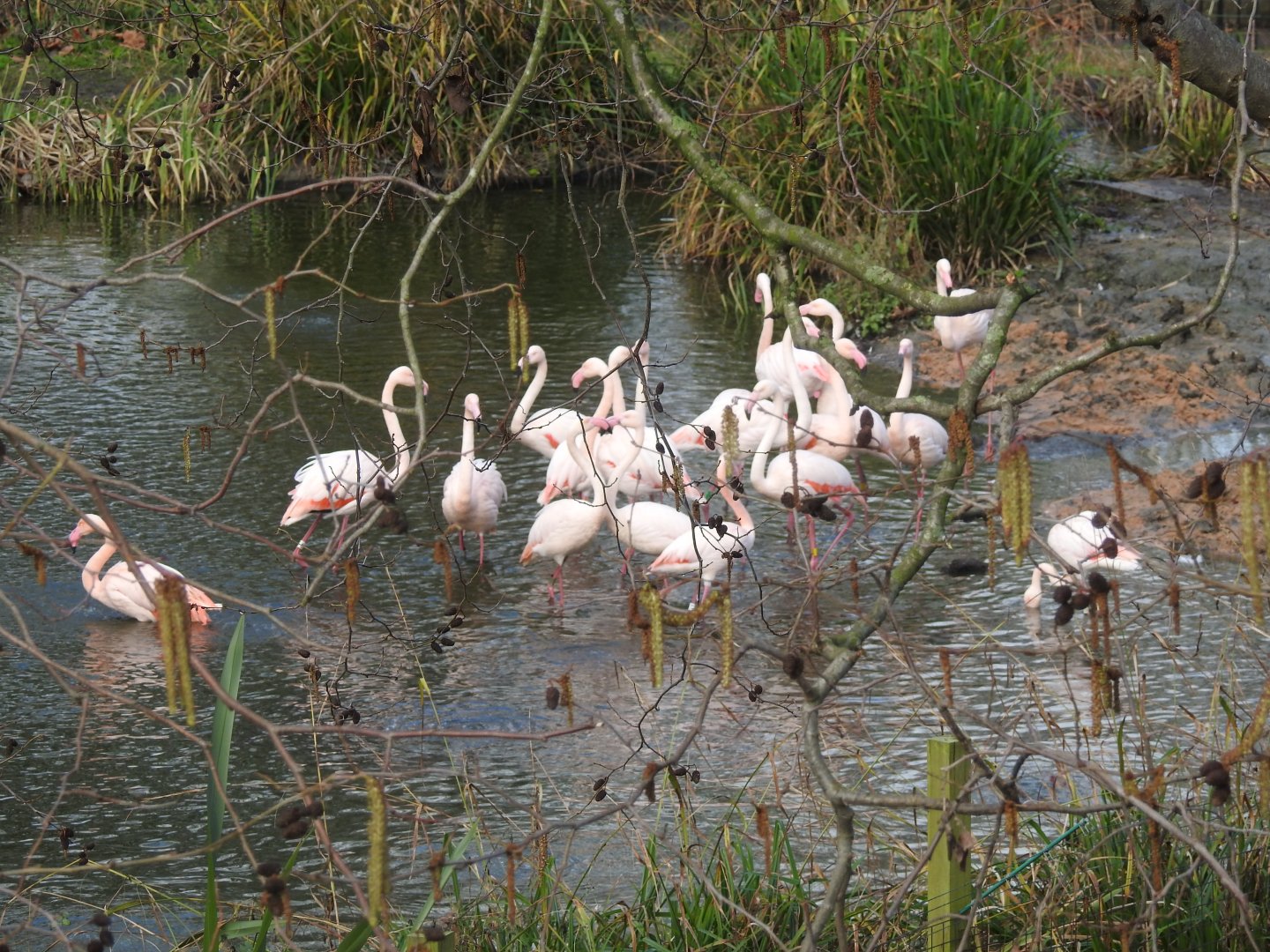 Greater Flamingos (Phoenicopterus roseus)