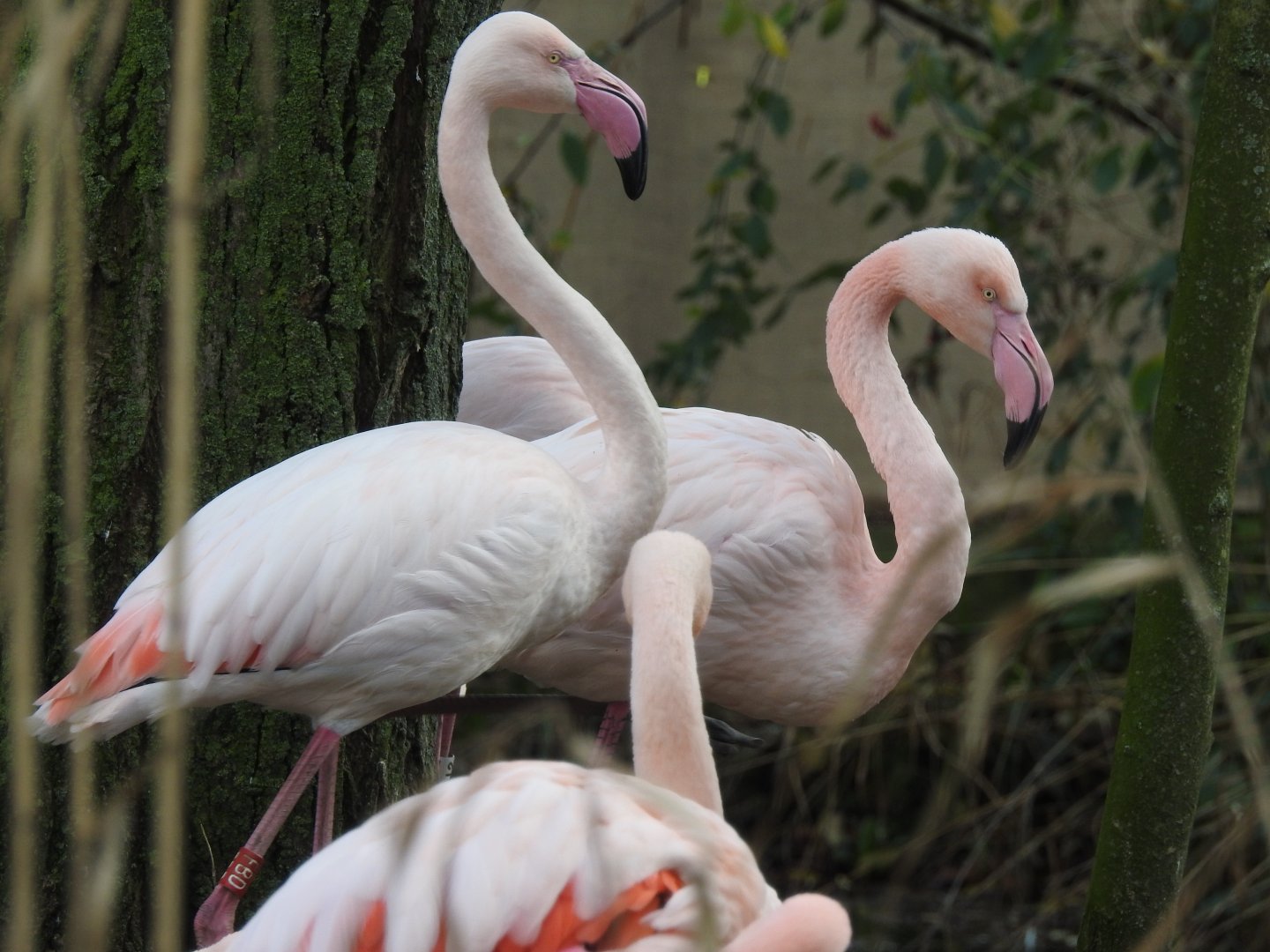 Greater Flamingos (Phoenicopterus roseus)