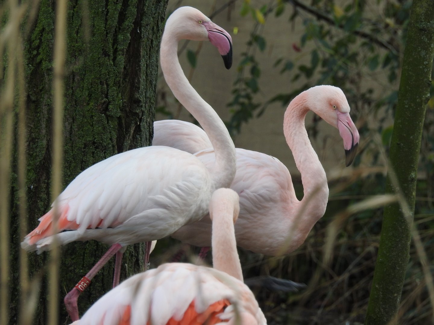 Greater Flamingos (Phoenicopterus roseus)