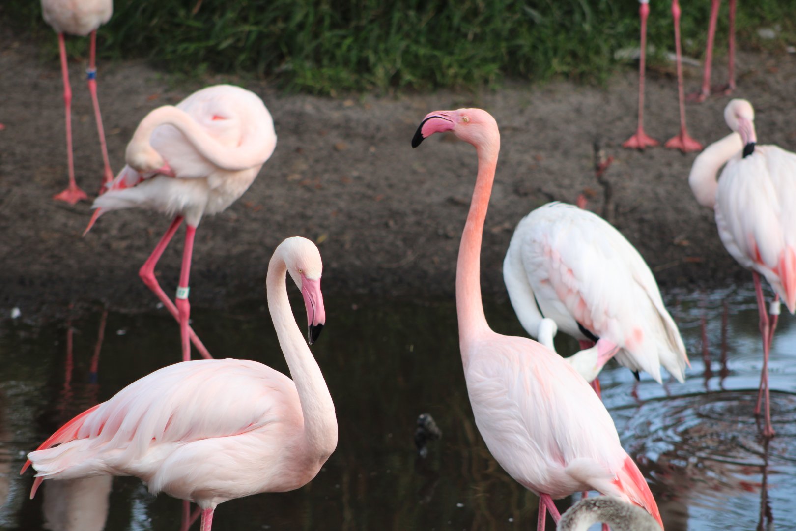 Greater Flamingos (Phoenicopterus roseus)