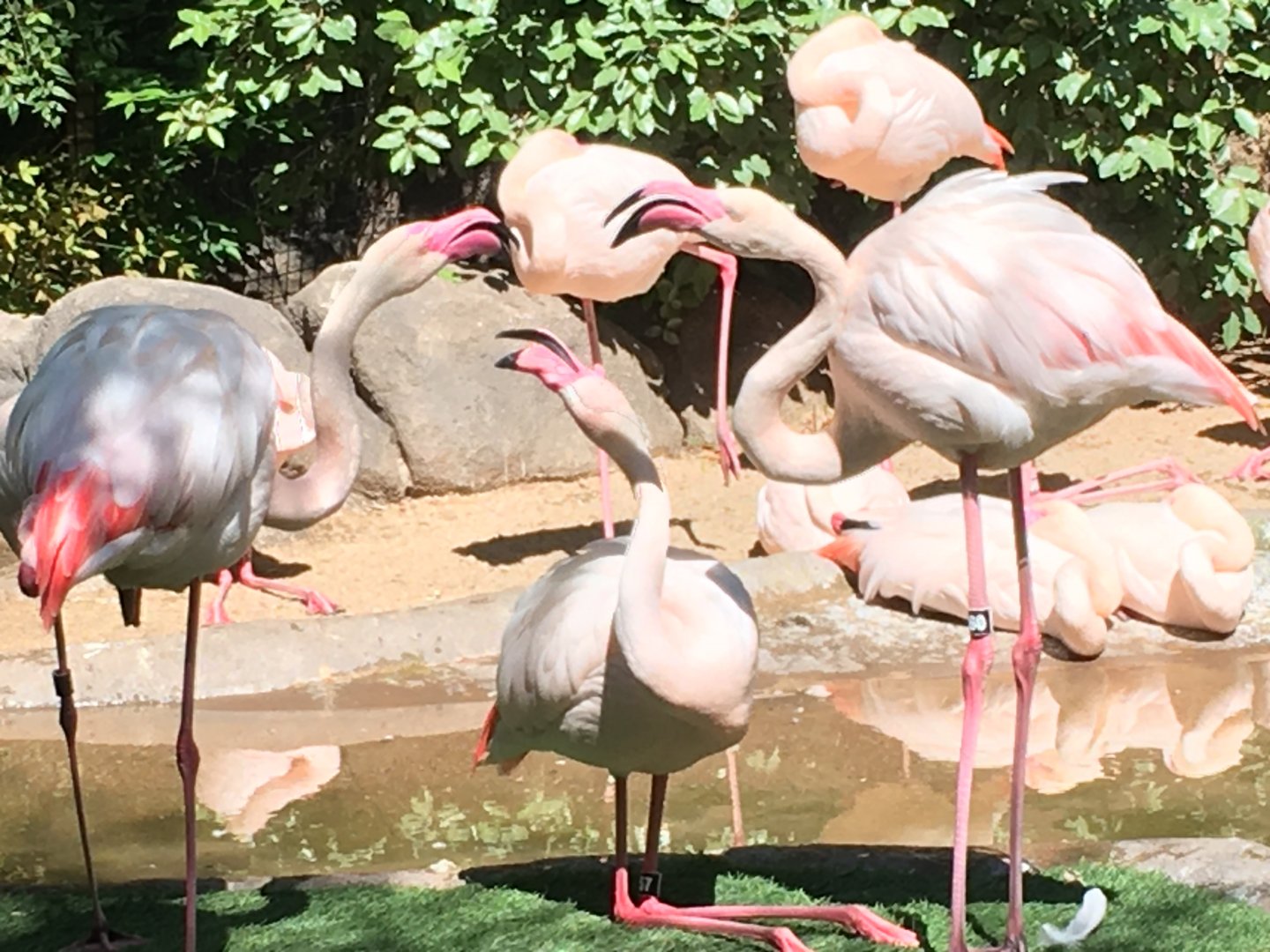 Greater Flamingos (Phoenicopterus roseus)