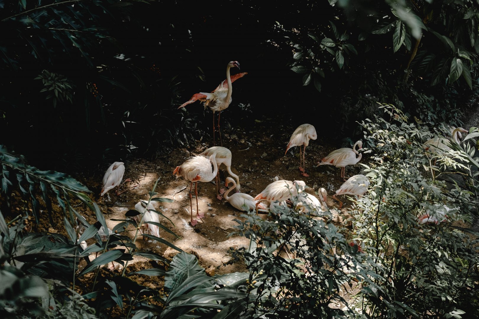 Greater Flamingos (Phoenicopterus roseus)