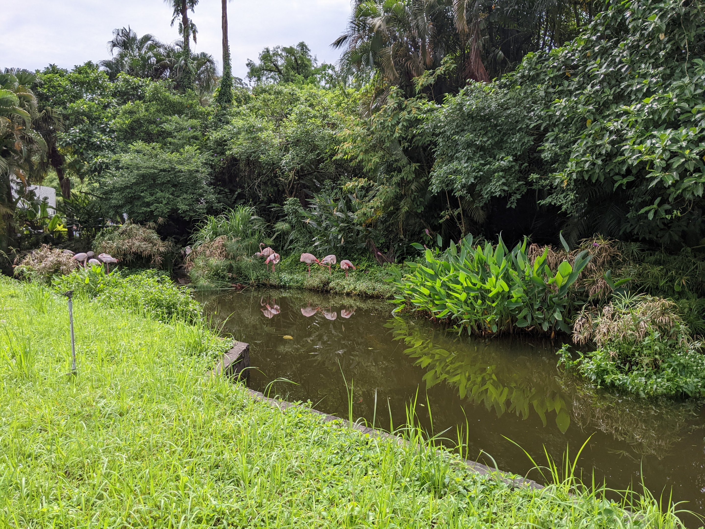Greater Flamingos (Phoenicopterus roseus)